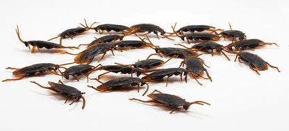 Fake Cockroach Prank Set